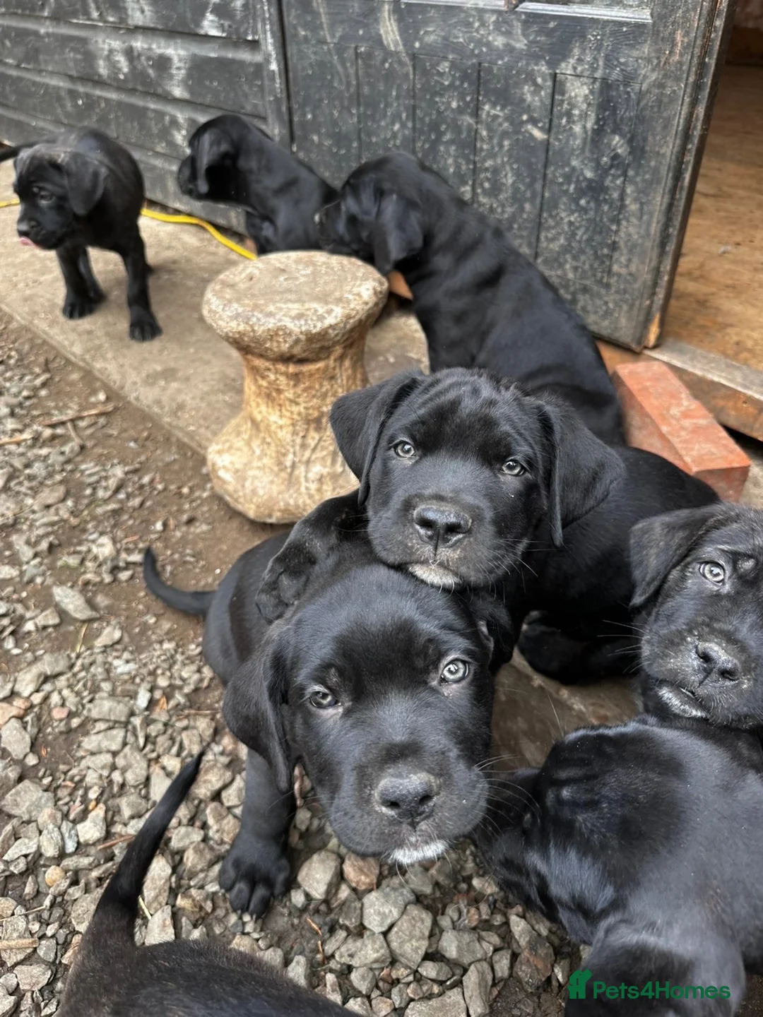 Cane Corso dogs for sale: Cane corso puppies  - Advert 2