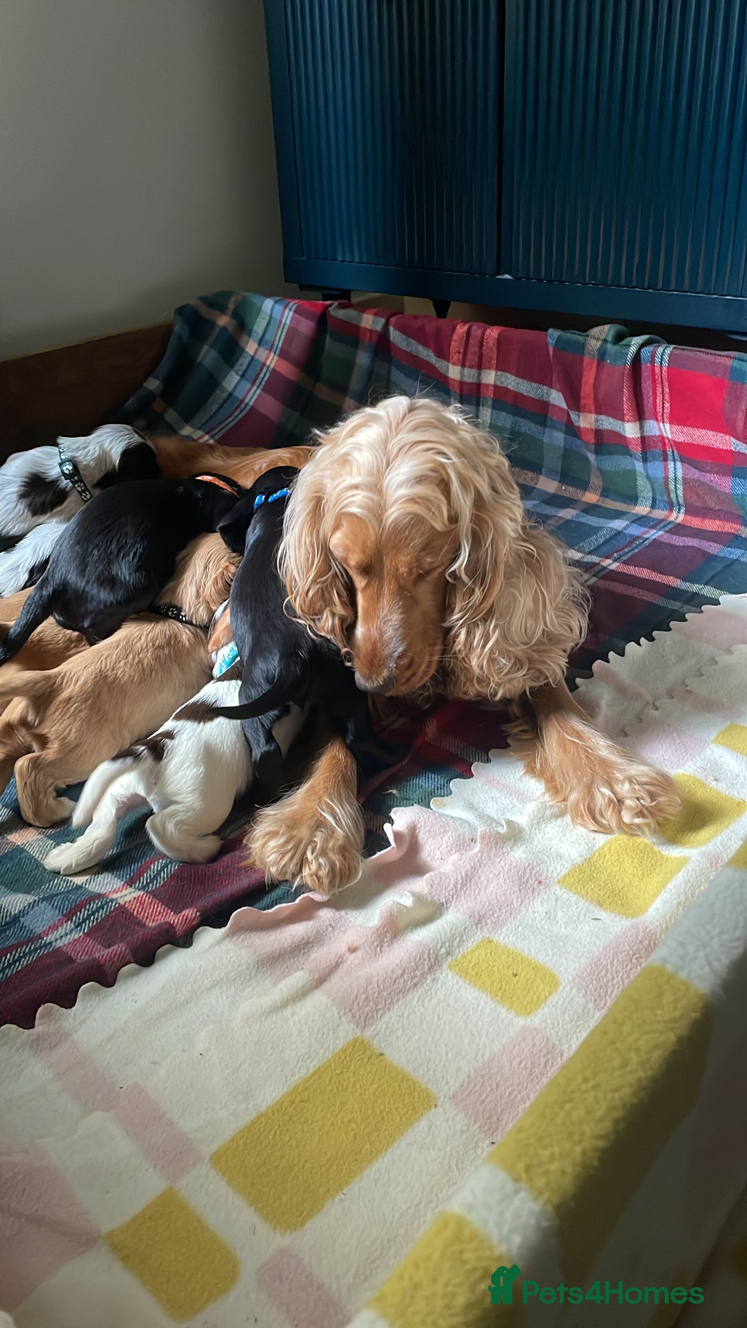 Cocker Spaniel dogs for sale: Cocker spaniel puppies  - Image 12