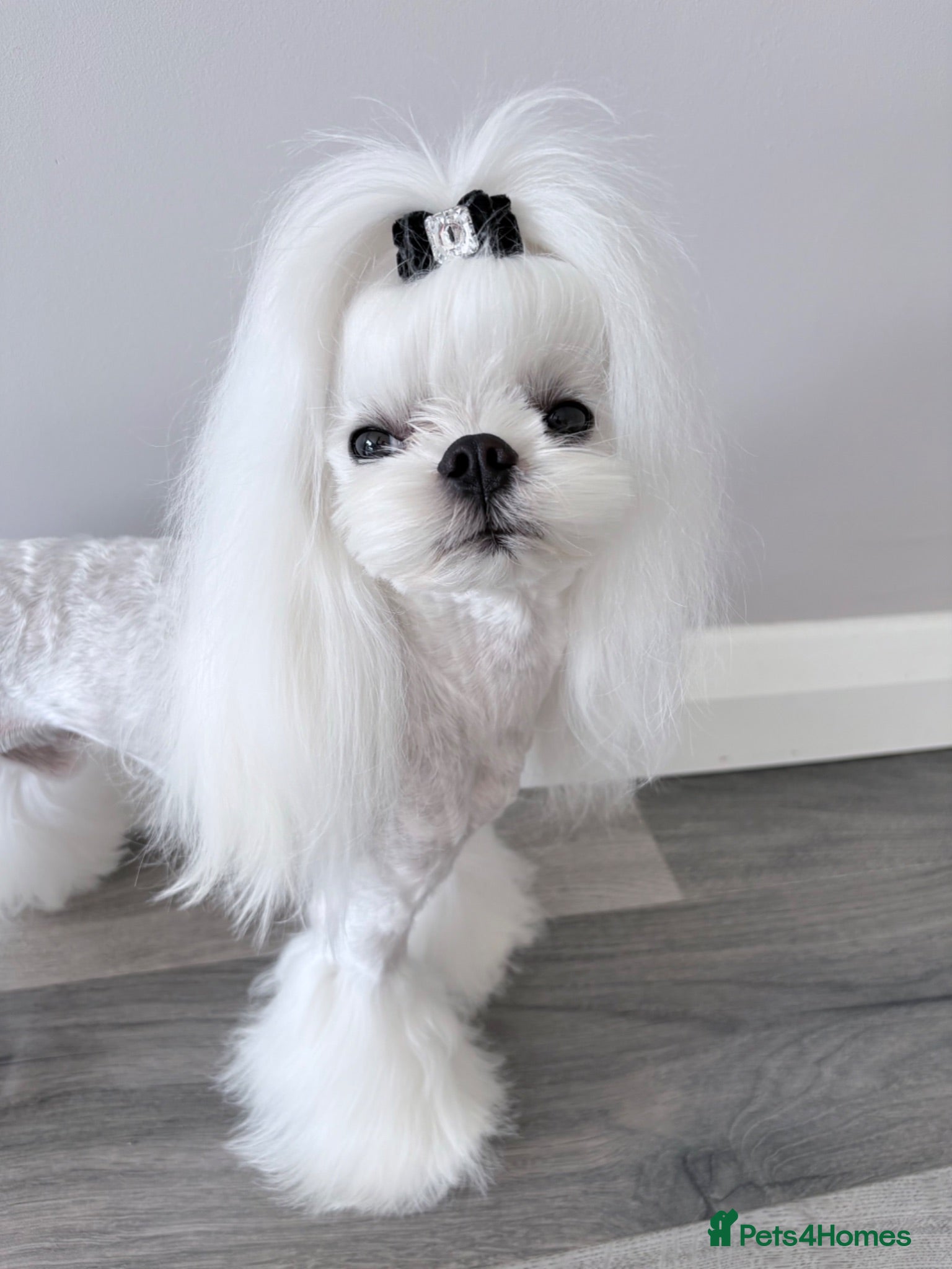 Maltese dogs 🖤 KC Reg Tiny Korean stud dog 🖤 - Advert 12