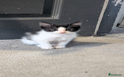 Mixed Breed cats for sale: 2 girl kittens for sale.  - Image 1
