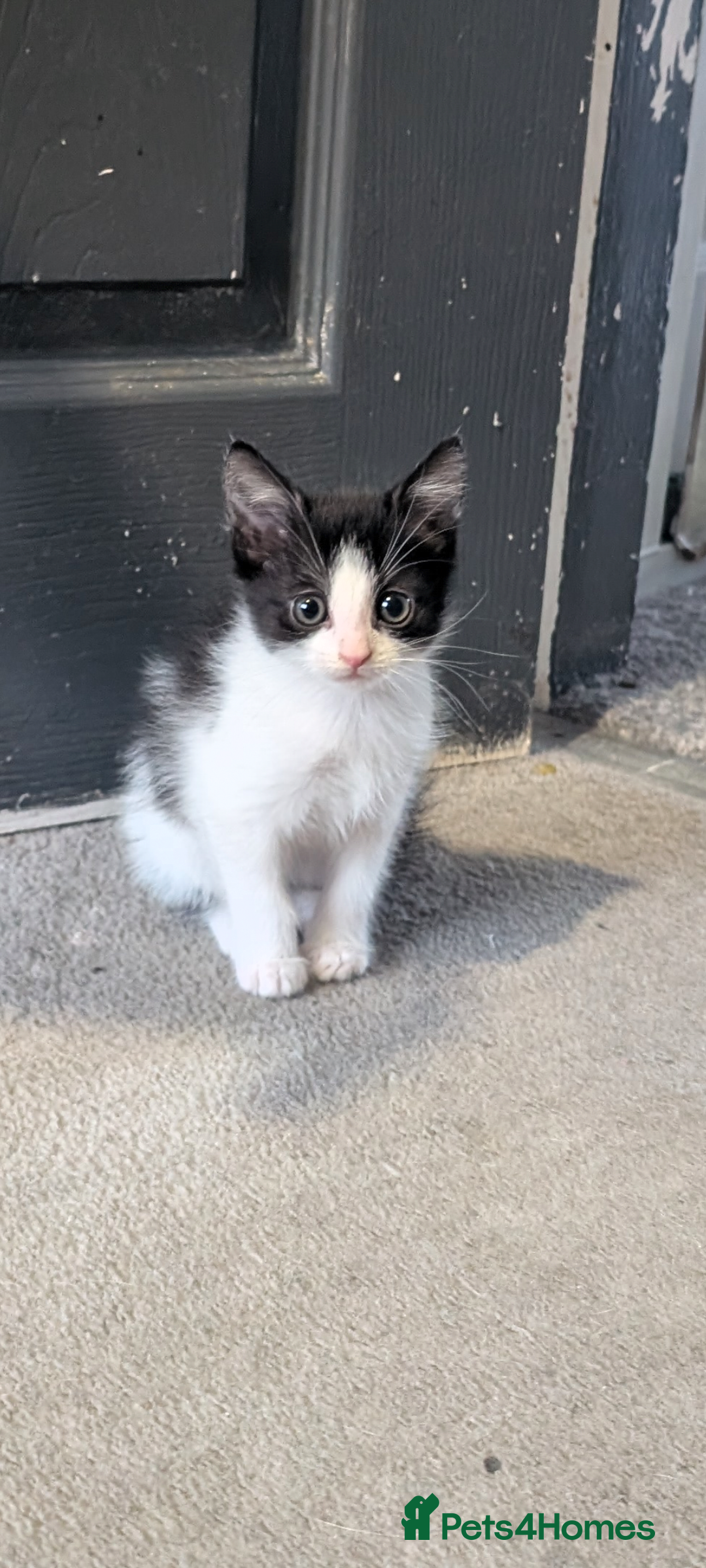 Mixed Breed cats for sale: 2 girl kittens for sale.  - Image 1