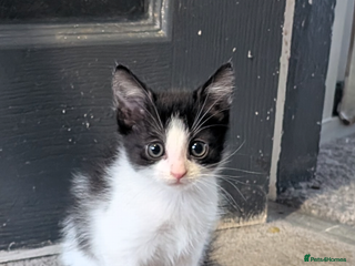 Mixed Breed cats - Advert 9