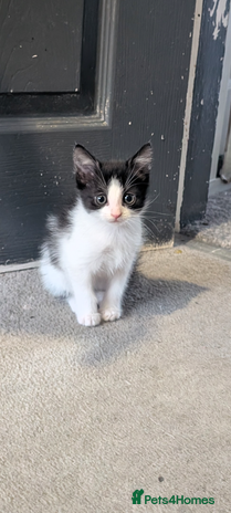 Mixed Breed cats - Advert 7