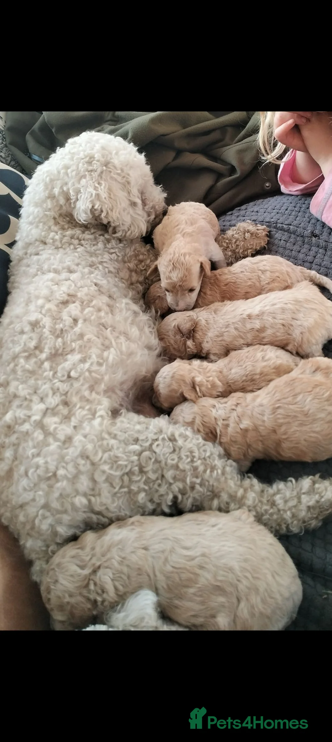 Poochon dogs for sale: Beautiful F1 poochon puppies - Advert 2