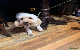 Miniature Poodle dogs for sale: Miniature poodle - Image 16