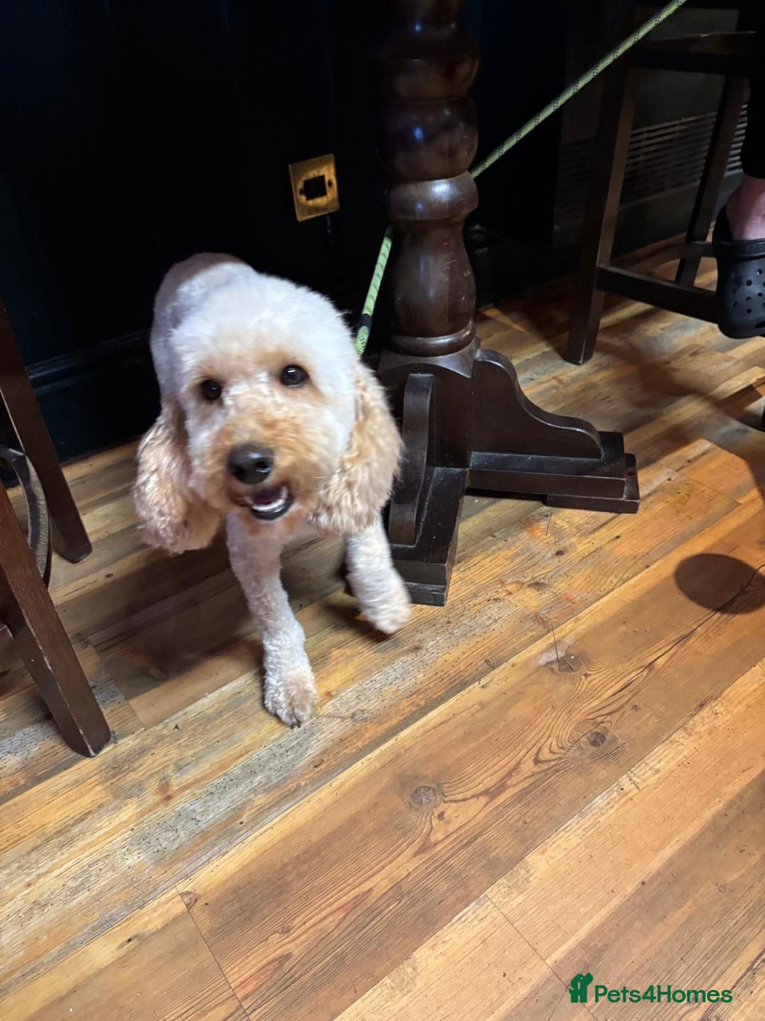 Miniature Poodle dogs for sale: Miniature poodle - Image 16