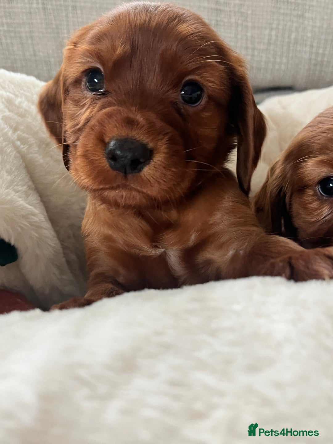 Cocker Spaniel dogs for sale: fox red cocker spaniels health tested  - Advert 9