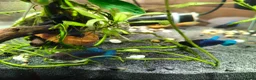 Bettas fish for sale: Bettas / Fighters mix beautiful blues & tempered  in Yelverton - Advert 2