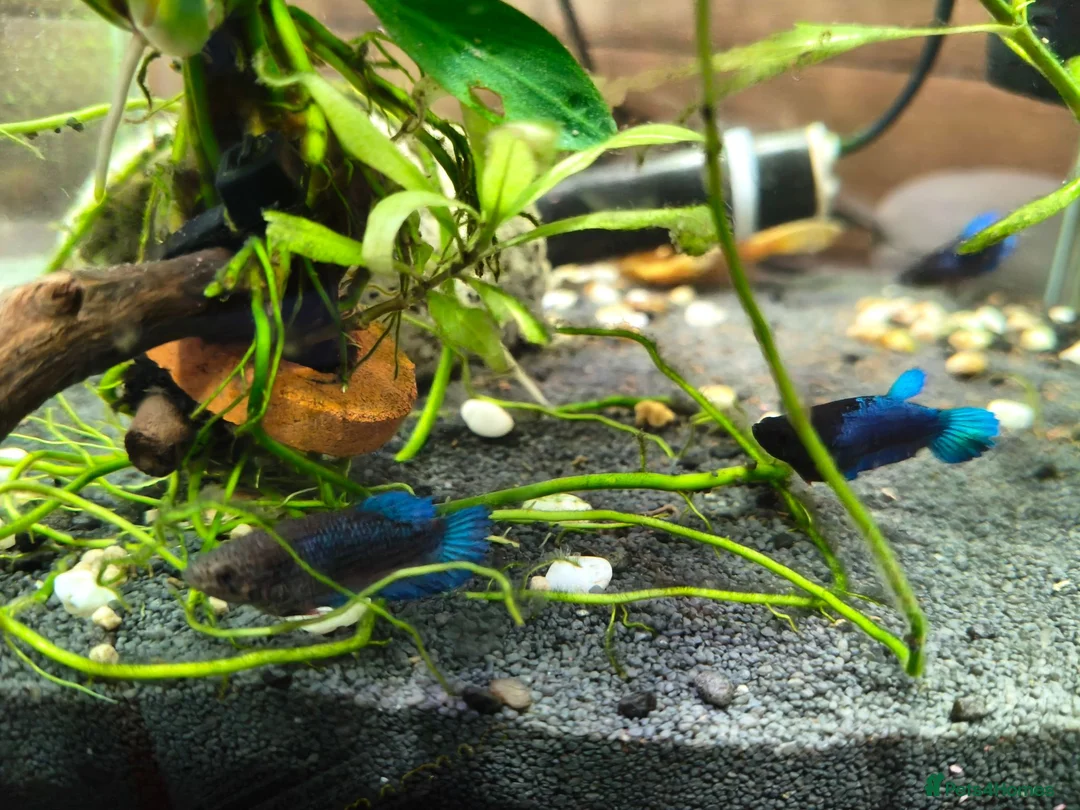 Bettas fish for sale: Bettas / Fighters mix beautiful blues & tempered  in Yelverton - Advert 2
