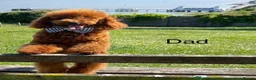 Cockapoo dogs for sale: Dark Fox Red F1B Toy Cockapoos in Cardiff - Advert 14