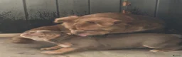 Old Tyme Bulldog dogs for sale: Bargain  - Advert 4