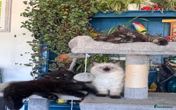 Mixed Breed cats for sale: Ragdoll and Maine Coon crossed  - Image 26