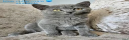 British Shorthair cats for sale: British blue shorthairs LAST 3 LEFT  - Advert 2