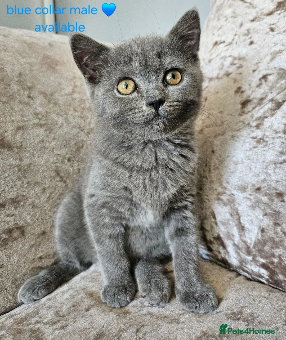 British Shorthair cats for sale: British blue shorthairs LAST 3 LEFT  - Advert 2