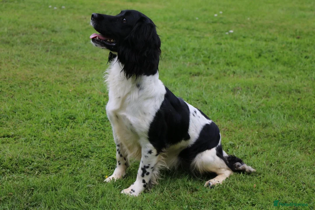 English Springer Spaniel dogs for sale: English Springer Spaniel - Advert 3