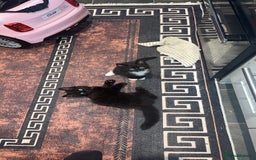 Mixed Breed cats for sale: 🐱2 beautiful male kittens 🐱  - Advert 2