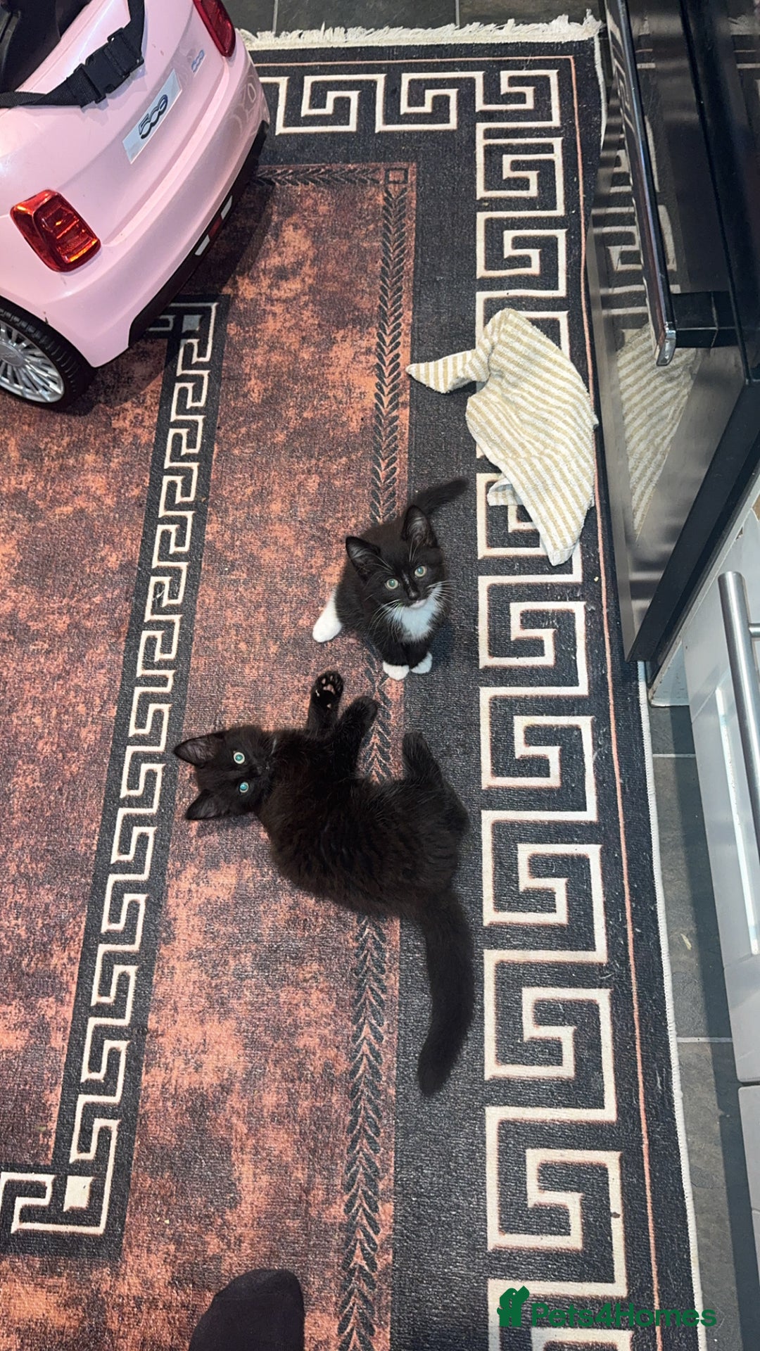 Mixed Breed cats for sale: 🐱2 beautiful male kittens 🐱  - Advert 2