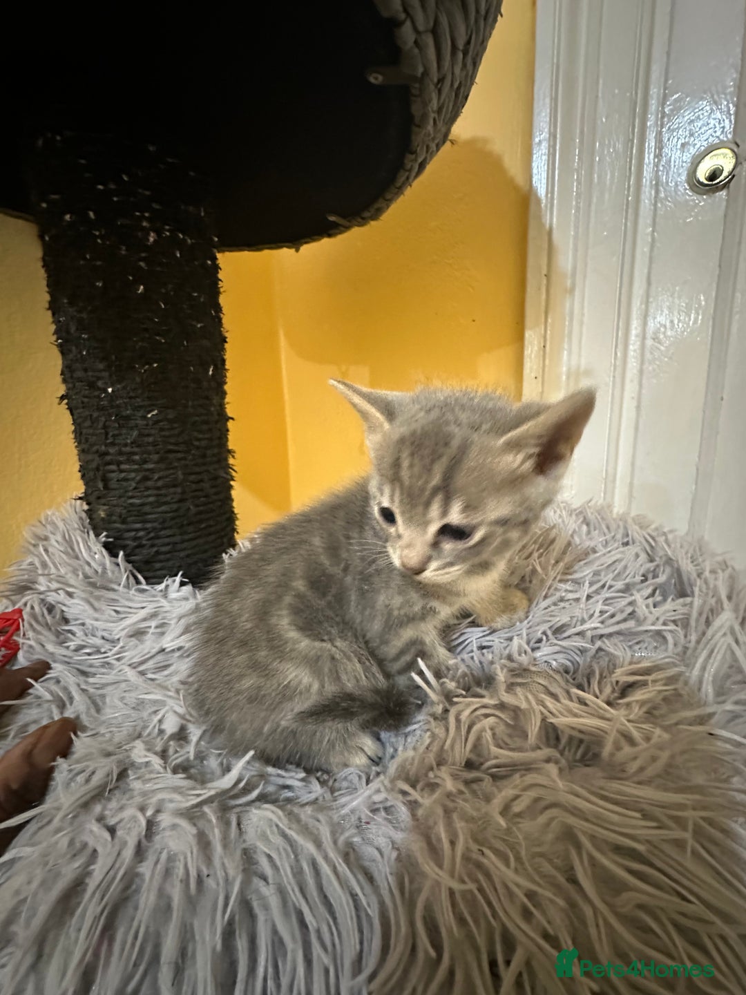 Bengal cats for sale: Stunning GCCF Registered Bengal Kittens  - Advert 9