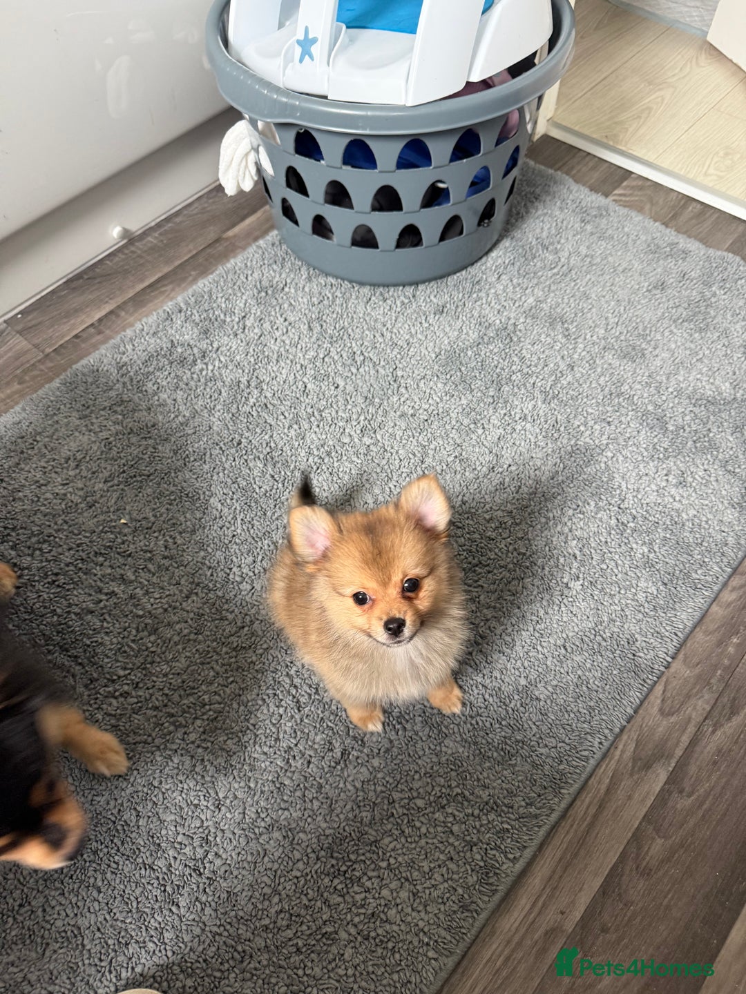 Pomeranian dogs for sale: 9 week old Miniature Pomeranian pup - Image 5
