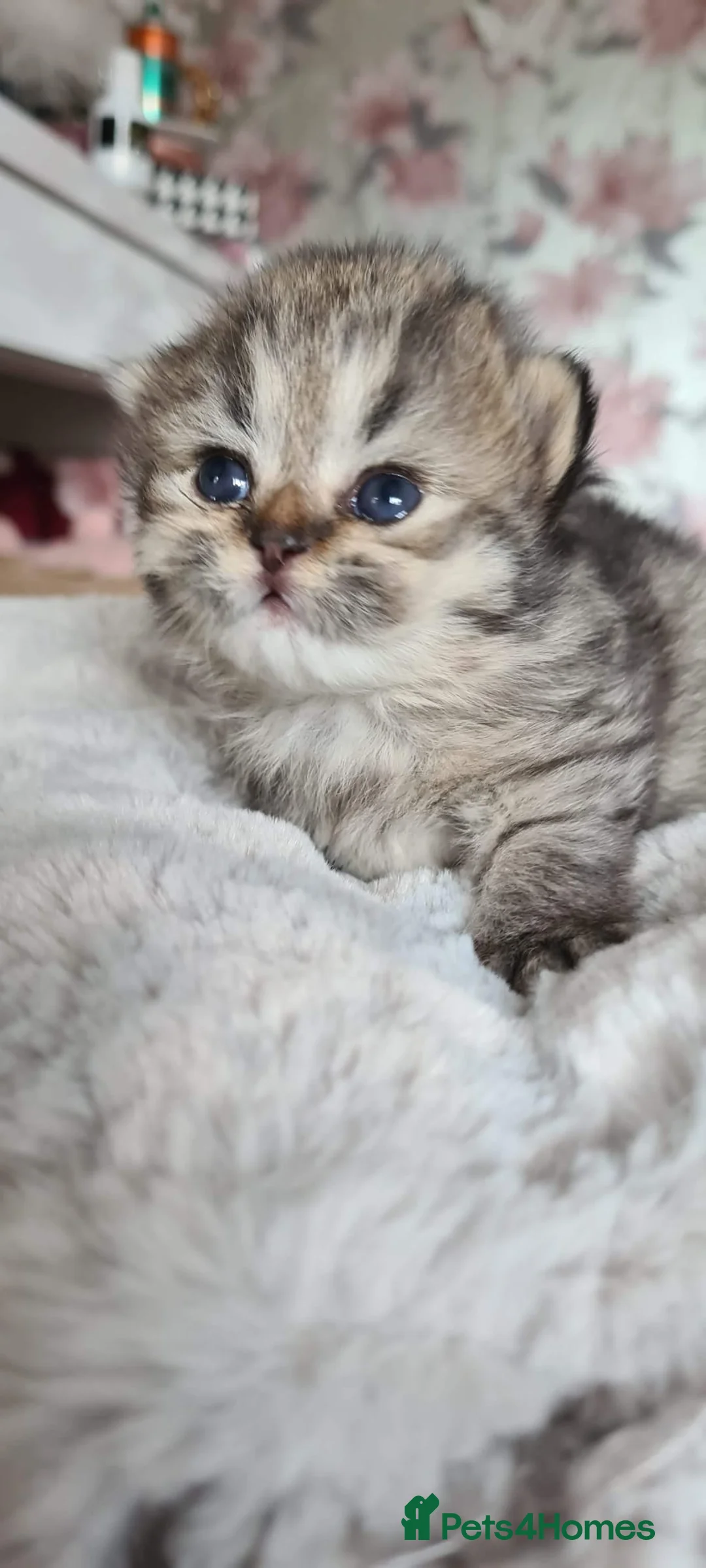 Persian cats for sale: Persian kittens - Advert 2