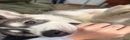 Utonagan dogs for sale: READY TO LEAVE. 3 stunning husky/malamute puppies - Advert 18