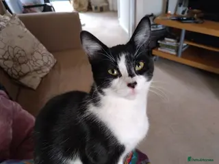 British Shorthair cats Beautiful kittens - Advert 1