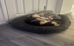 French Bulldog dogs for sale: My sweet fluffy French bulldog  - Image 8