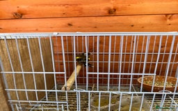 Canaries birds for sale: Canaries and finches  - Image 9