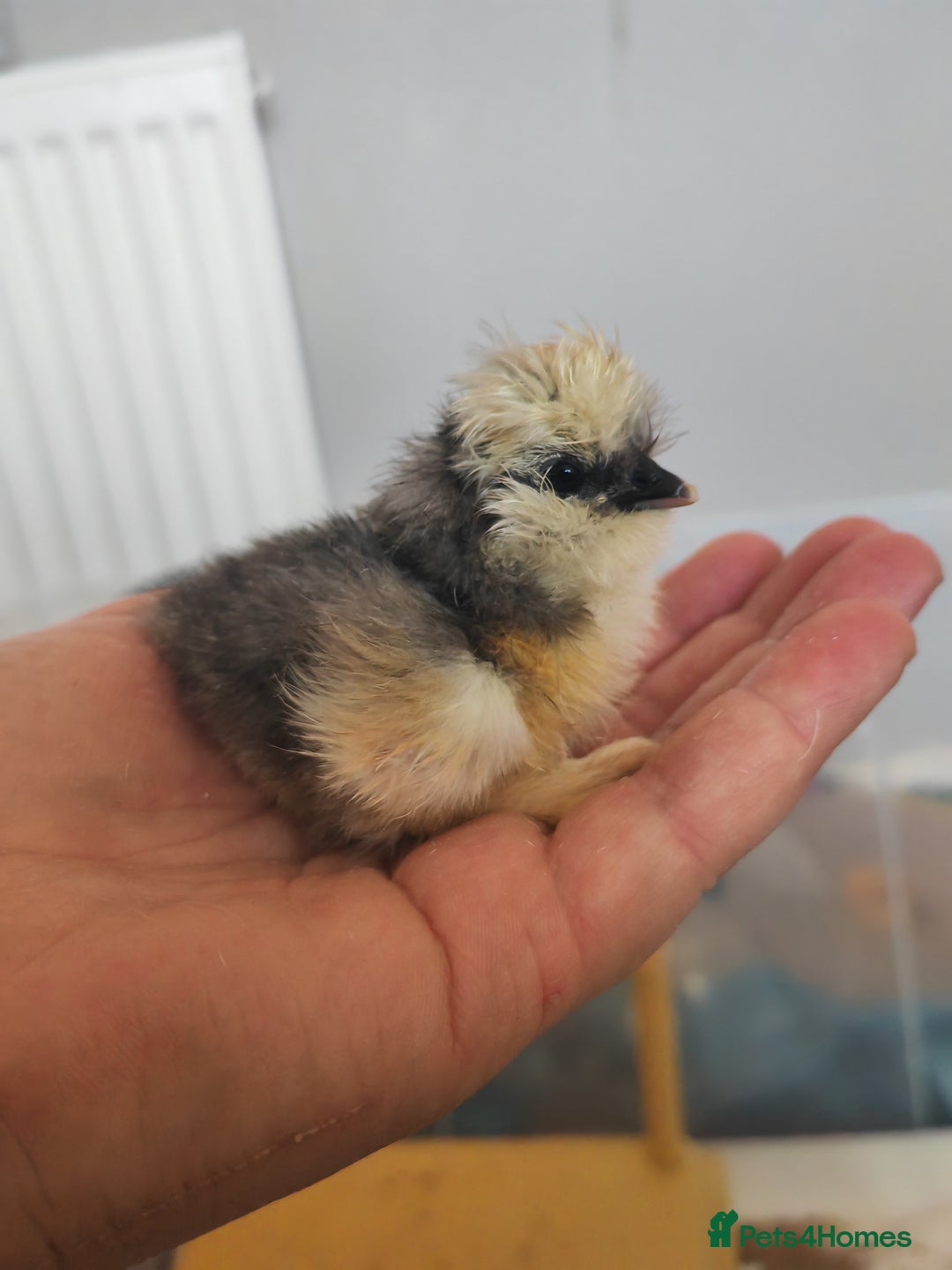 Chickens poultry for sale: USA silkie, jumbo coturnix, celadon quails - Image 24