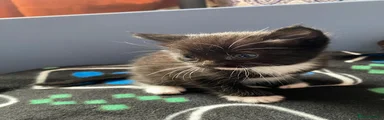 Mixed Breed Kitten 4