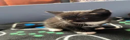 Mixed Breed cats for sale: Kittens  in Treharris - Advert 2