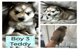 Shepsky dogs for sale: German Shepherd X Husky puppies  - Image 7