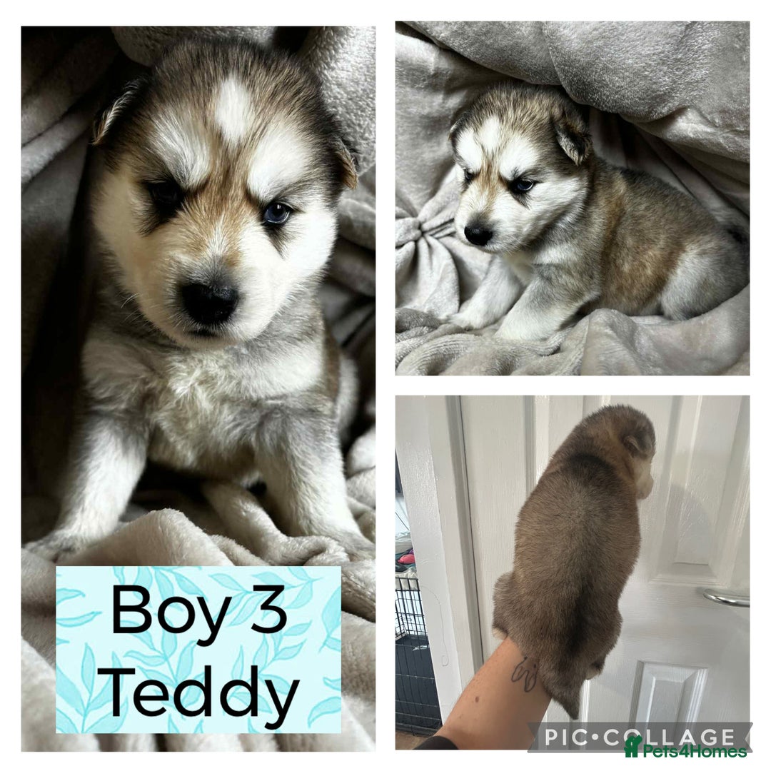 Shepsky dogs for sale: German Shepherd X Husky puppies  - Image 7