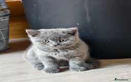 Scottish Fold cats for sale: 4 lovely kittens looking for new family  - Image 19