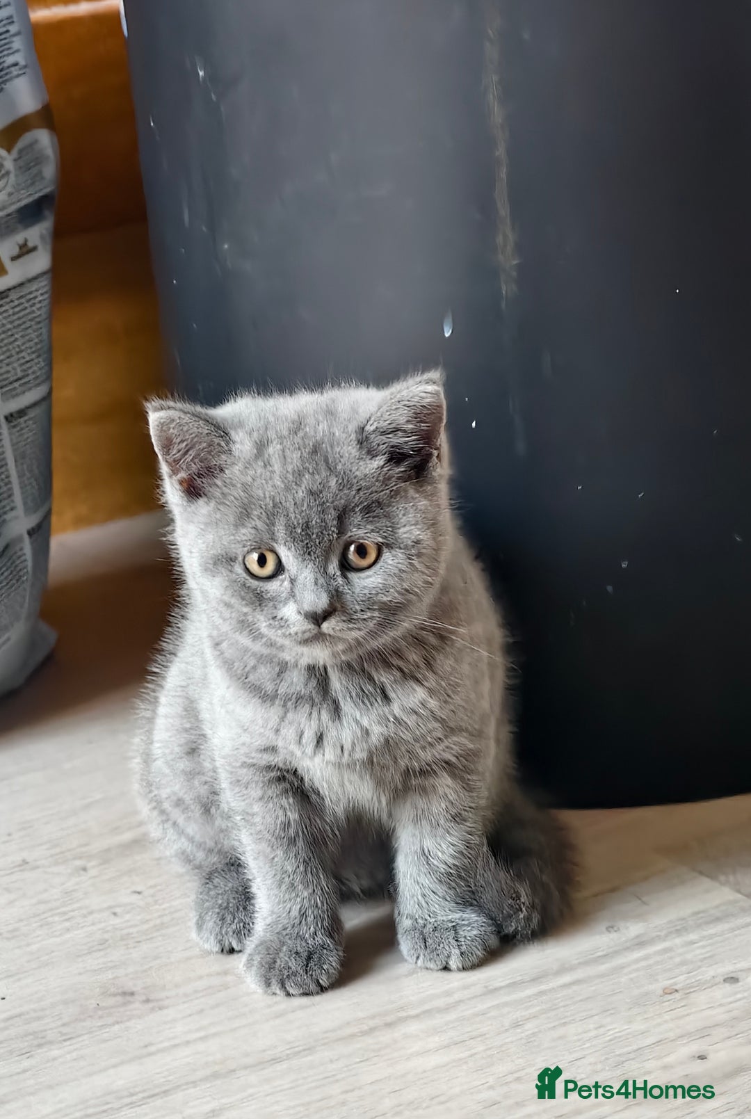 Scottish Fold cats for sale: 4 lovely kittens looking for new family  - Image 19