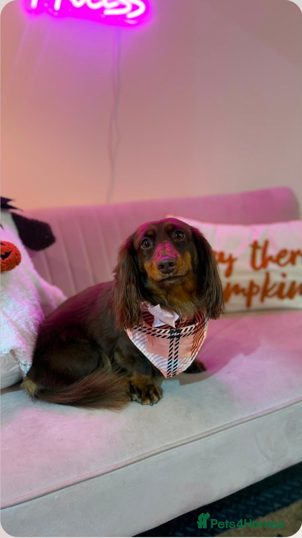 Dachshund dogs Twiggy - Advert 1