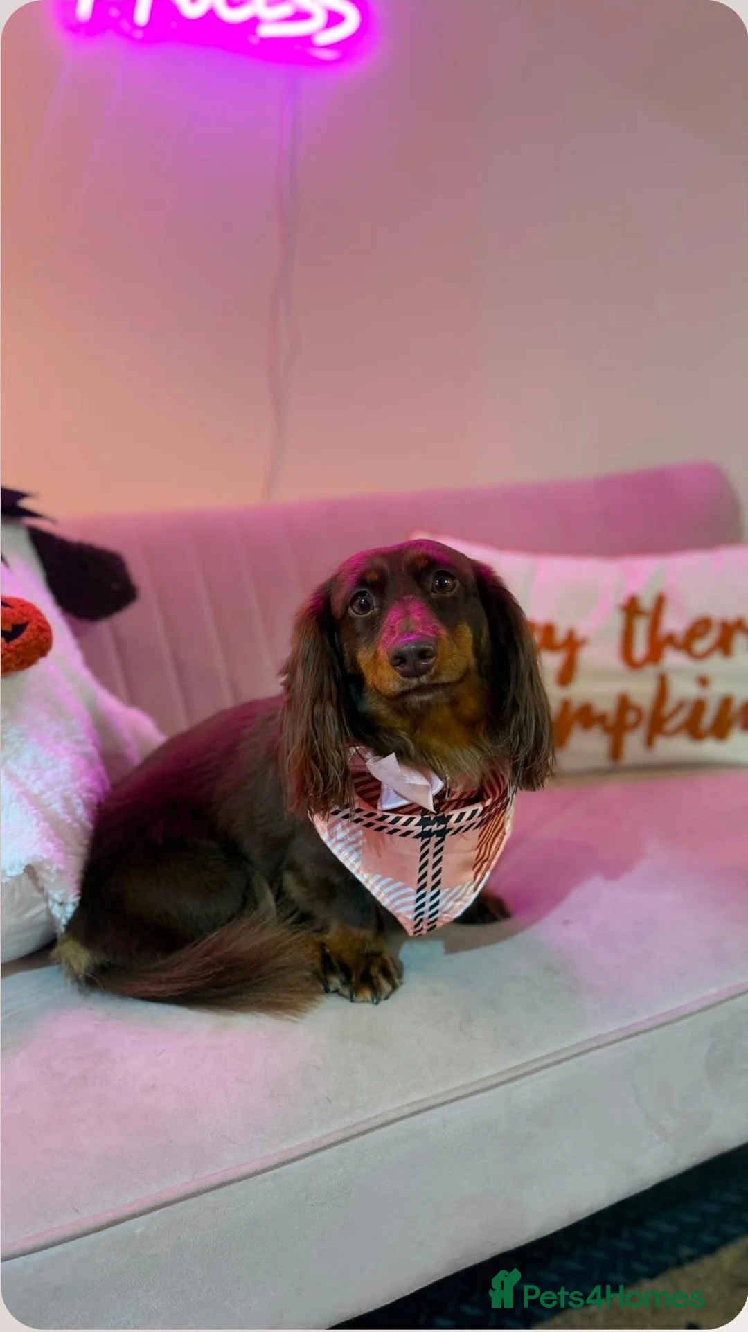 Dachshund dogs for sale: Twiggy in Wallasey - Advert 1