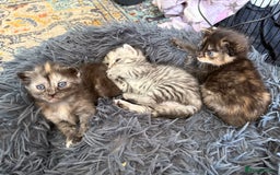 Bengal cats for sale: Beautiful half bengal kittens  - Image 1