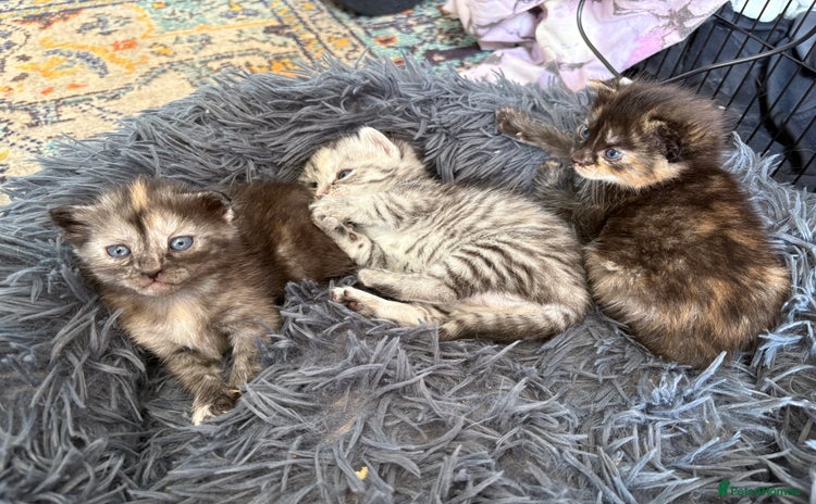 Bengal cats - Advert 2