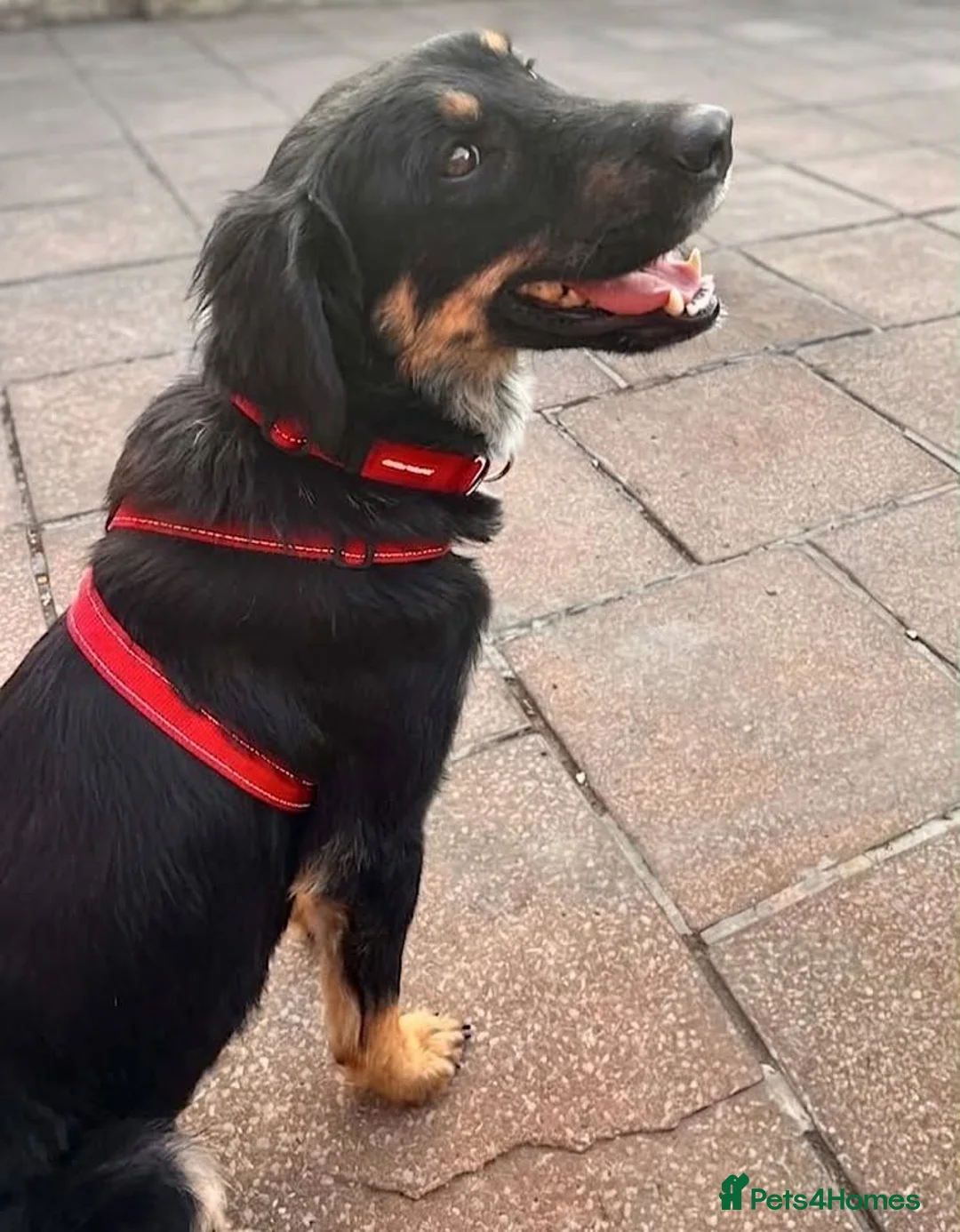 Mixed Breed dogs for adoption: Brock - Advert 3