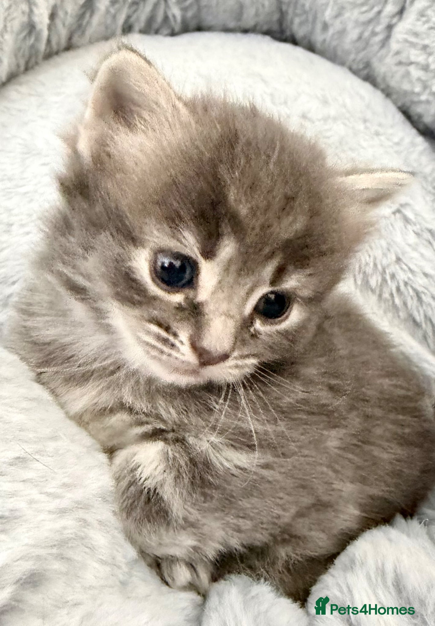 Mixed Breed cats for sale: Gorgeous, lovely Tabby kittens looking for home💕 - Advert 25