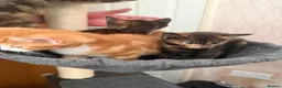 Mixed Breed cats for sale: 3 kittens for sale - Advert 3