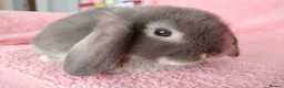 Mini Lop rabbits for sale: Baby mini lops for sale  - Advert 3