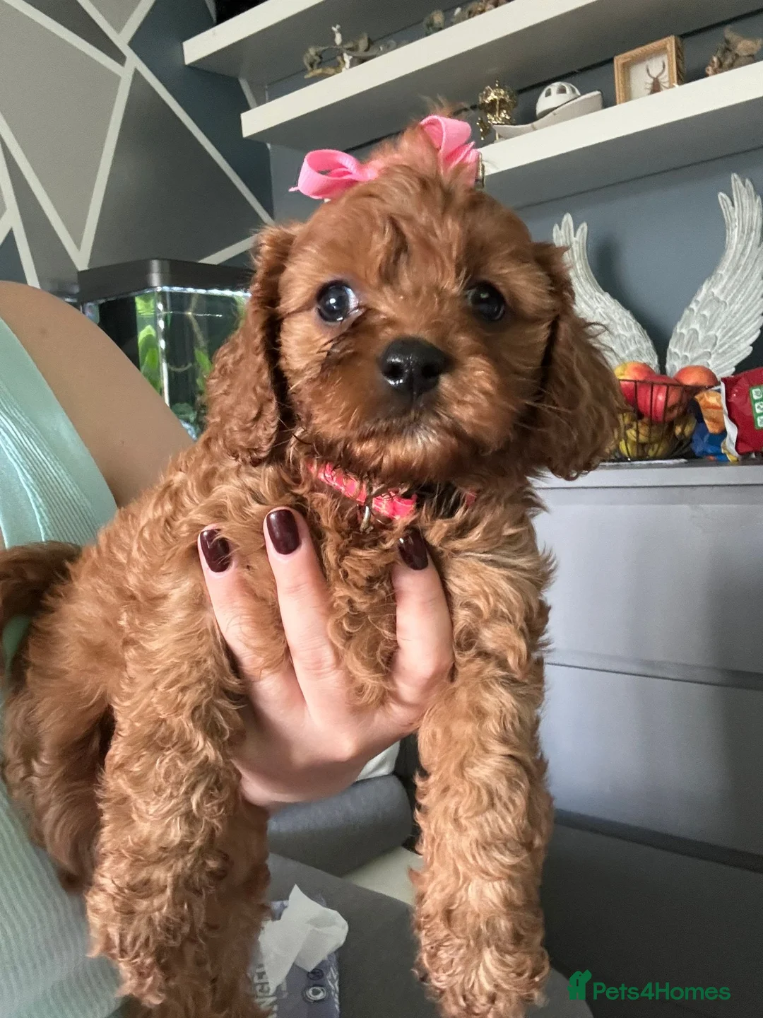 Toy Poodle dogs for stud: *Red Toy Stud Dog, KC Reg'd & DNA Tested Clear* in Leyland - Advert 13