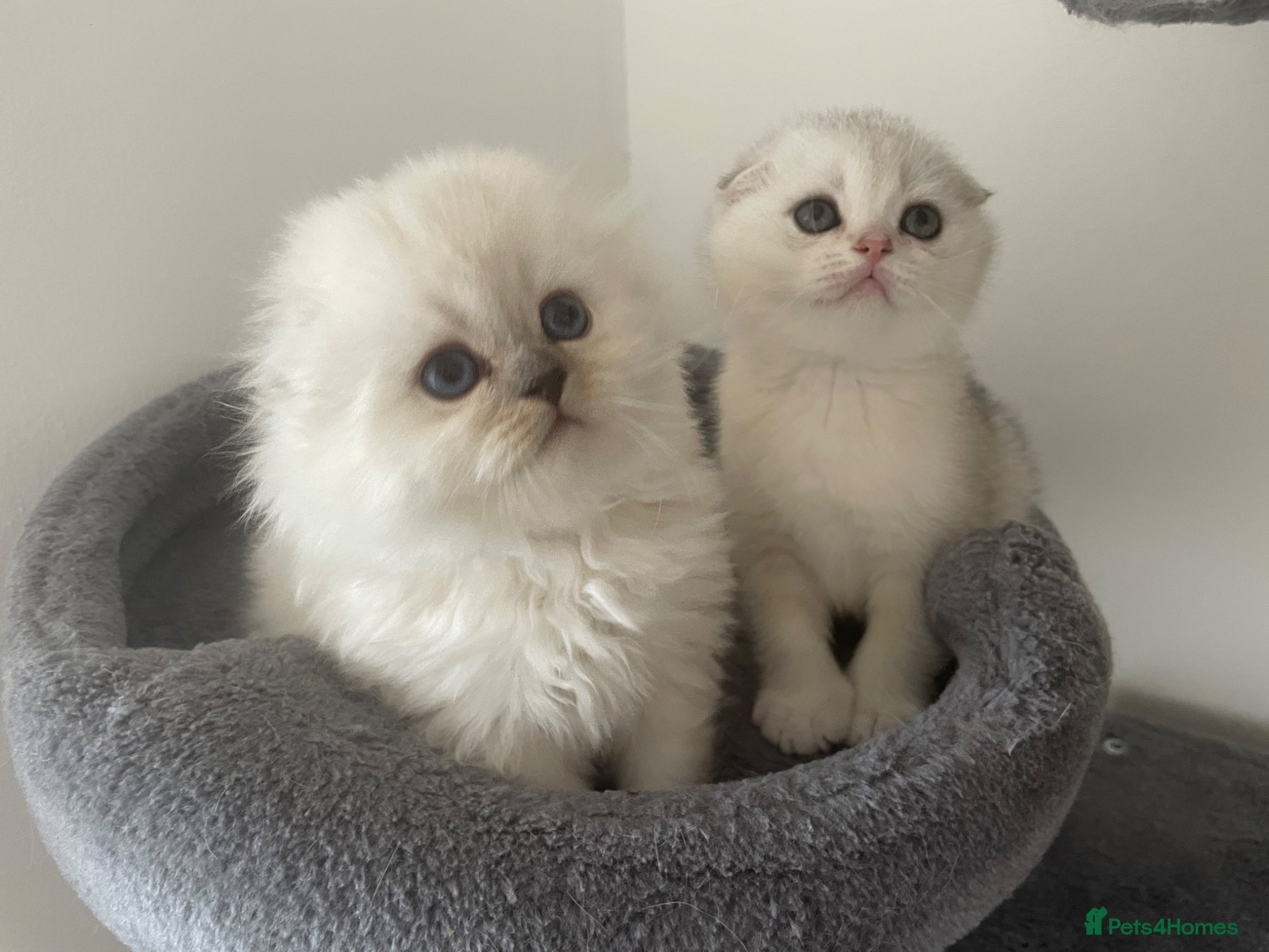 Scottish Fold cats Adorable Scottish Fold Kittens - Advert 12