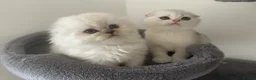 Scottish Fold cats for sale: Adorable Scottish Fold Kittens - Advert 13