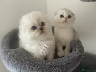 Scottish Fold cats Adorable Scottish Fold Kittens - Advert 12