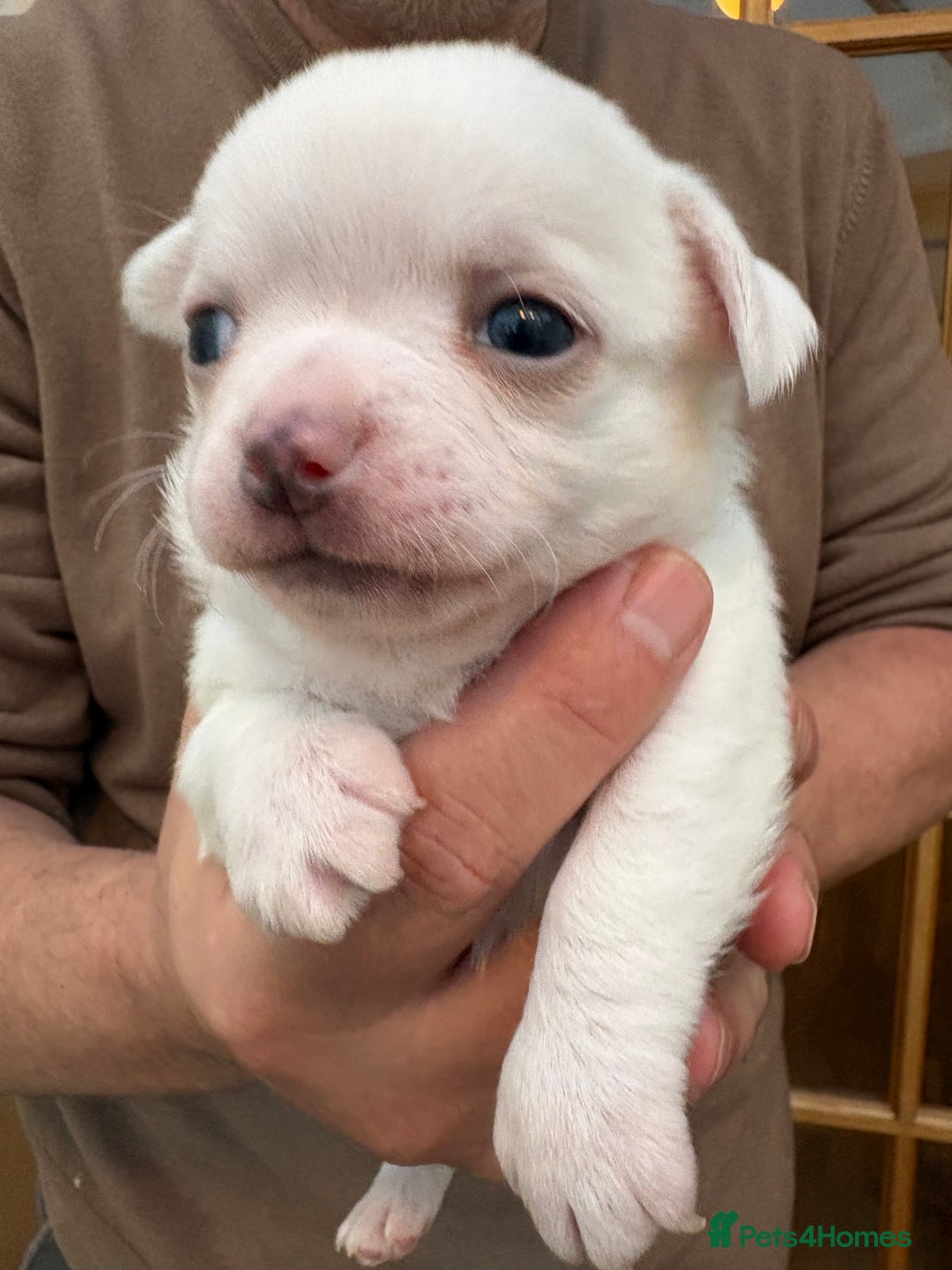 Chihuahua dogs for sale: Stunning Chihuahua Puppy for sale - Advert 6