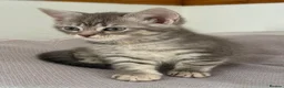 Scottish Fold cats for sale: Scottish fold and Scottish straight  - Advert 6