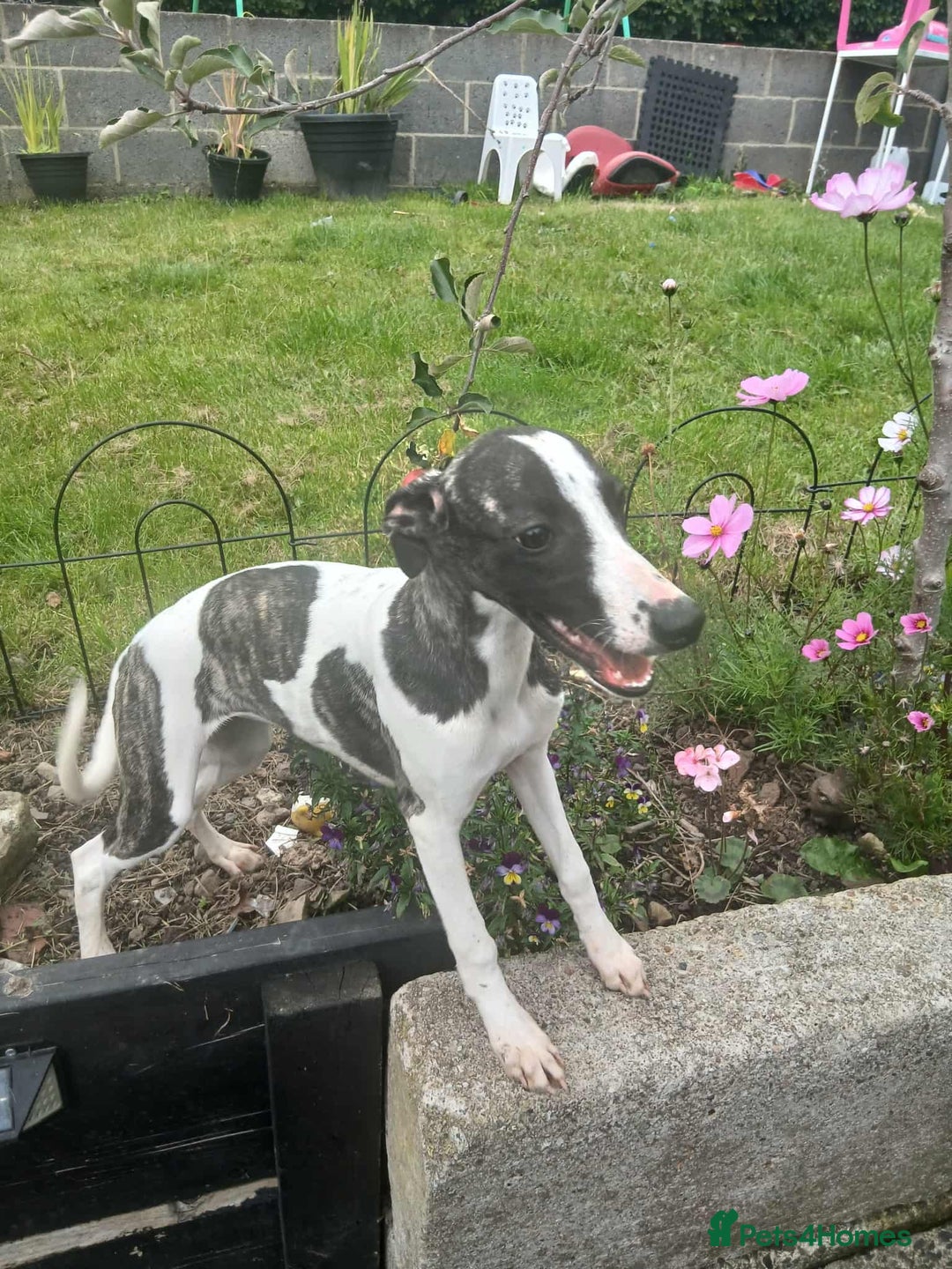 Whippet dogs for sale: Whippet pups - Image 9